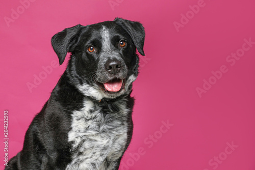 cute dog on an isolated background in a studio shot