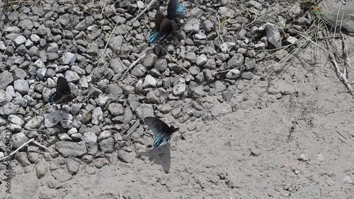Black and Blue Butterflies