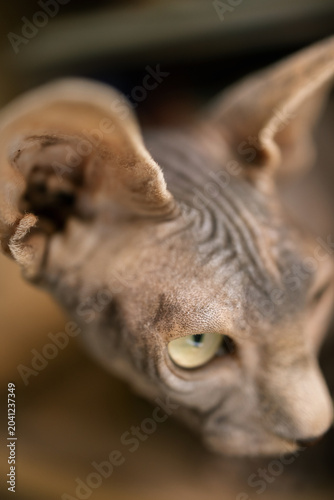 Close up of a hairless cat with large ears and bright eyes looking alert in warm indoor light