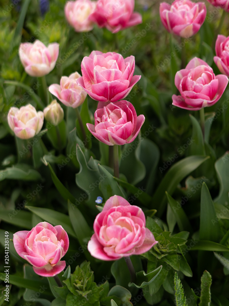 Obraz premium Blooming Pink Tulips in Spring Garden Close View