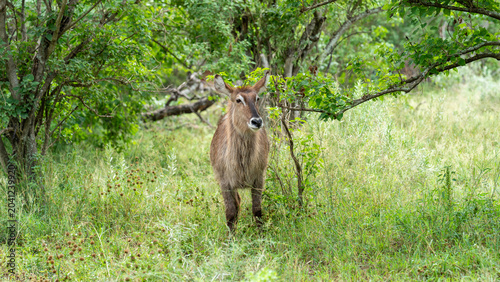Konstfotografi Beautiful closeup of a waterbuck in the bush, Kruger National Park, South Africa