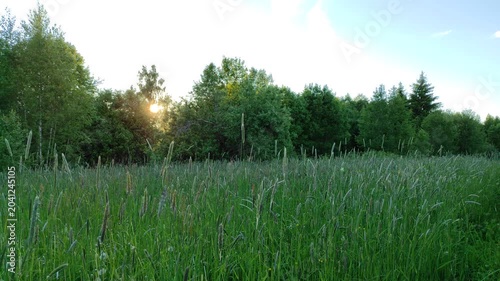 Meadow and forest at sunset №3