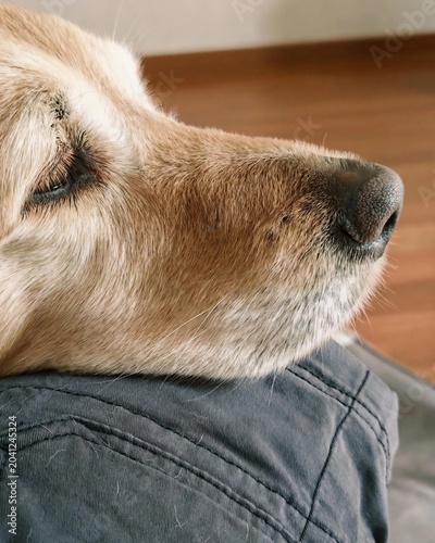 Golden Retriever en gros plan