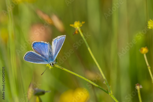 Common Blue Butterfly