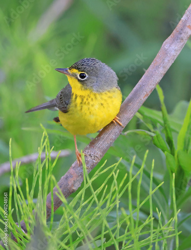 Canada Warbler perched on a branch in the forest