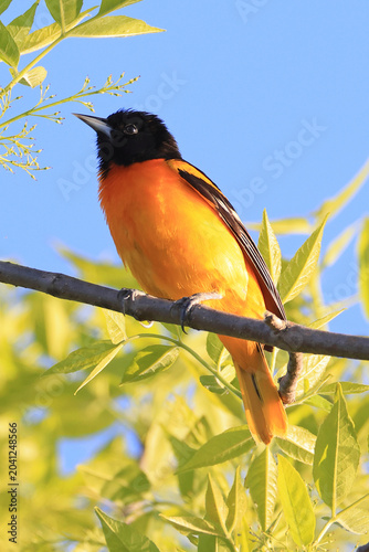 Baltimore Oriole perched on a tree branch with green background, Quebec