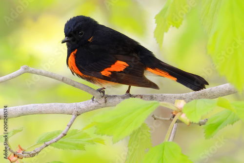 
American redstart perched on a tree branch with green background, Quebec
