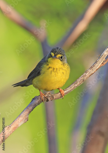 Canada Warbler perched on a branch in the forest