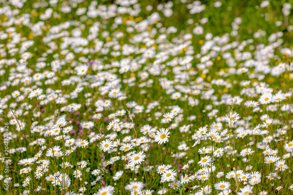 Fototapeta premium Selective focus of white flowers Leucanthemum maximum in the fields, Shasta daisy is a commonly grown flowering herbaceous perennial plant with the classic daisy appearance, Natural floral background.