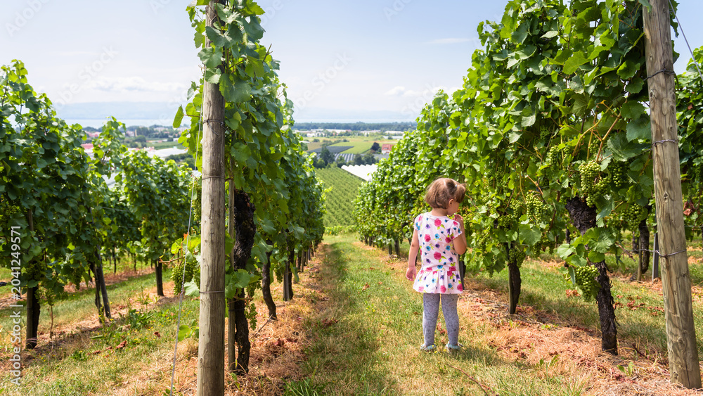 Fototapeta premium Young girl standing in a vineyard looking at green grapes. Child exploring rows of grapevines on a sunny summer day. Rural agricultural landscape with lake in the background