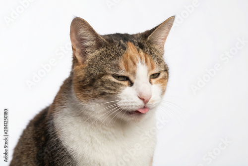 Calico cat sticking tongue out against white background
