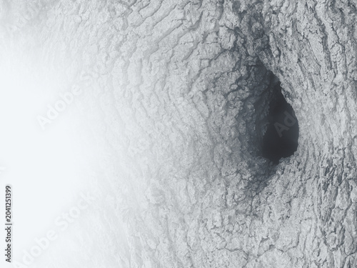 Tree Hollow