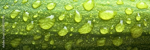 Close-up of glistening water droplets on a fresh green cucumber skin captured in natural light showing freshness and texture