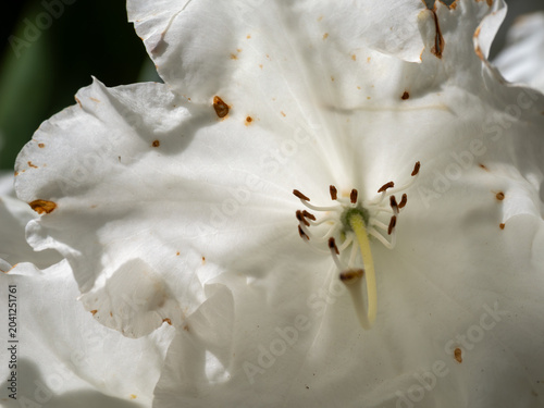 White Rhododendron Flower