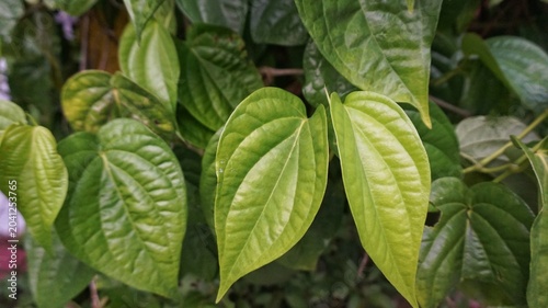 Photos Close up of fresh green betel leaves growing in a garden.