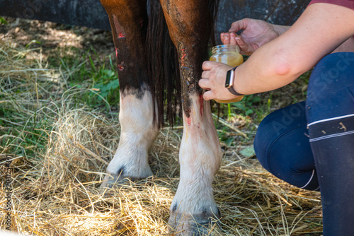Person applies ointment to wound on horse leg