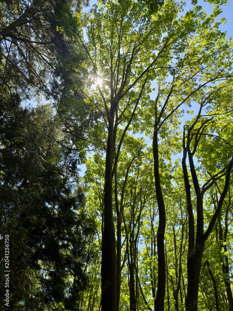 Fototapeta premium Sun peaking through trees in the forest