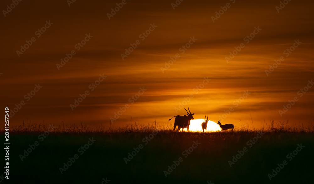 Fototapeta premium Antelope Sunset
