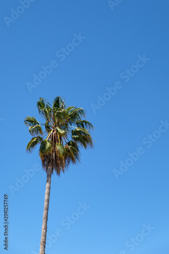 palm tree against blue sky