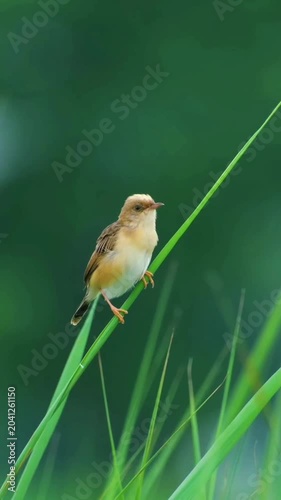 A small zitting cisticola bird perched on a green grass blade in nature