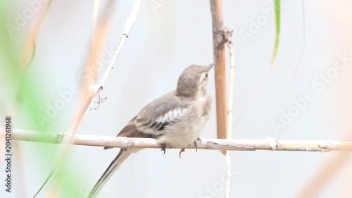 A small brown bird perched on a dry reed stem in a natural environment