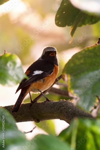 Daurian redstart perched on a tree branch in the soft golden morning light