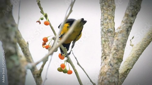 A vibrant yellowbellied bird perched on a branch eating small orange berries