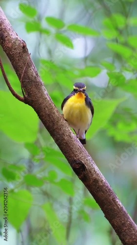 Beautiful narcissus flycatcher bird perched on a branch in nature