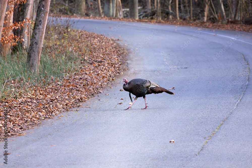 Αυτοκόλλητο Female wild turkey hen Meleagris gallopavo crossing a winding forest road in aut