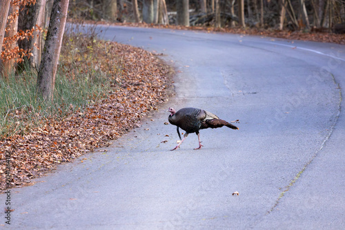 Bild auf Leinwand Female wild turkey hen Meleagris gallopavo crossing a winding forest road in aut