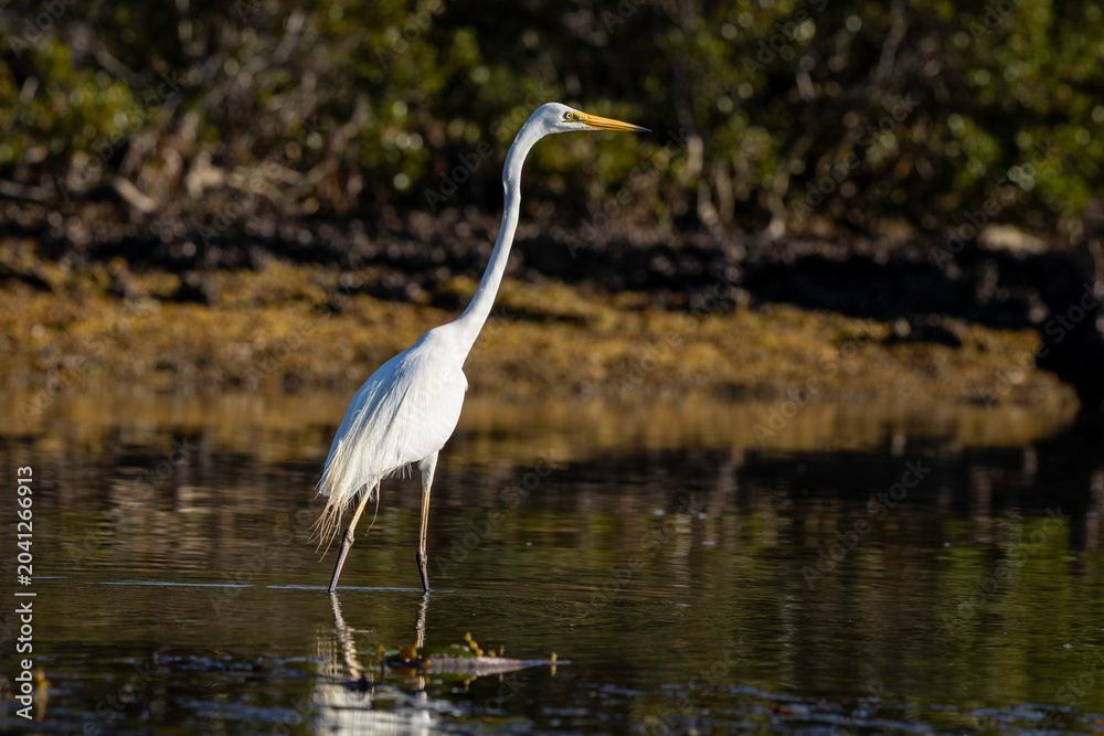 Fototapeta premium Great Egret (Ardea alba), Narooma, NSW, January 2026