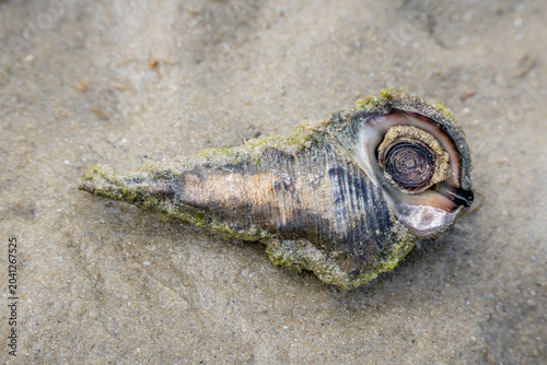 Картината върху платно Hercules Club Whelk (Pyrazus ebeninus), Narooma, NSW, January 2026