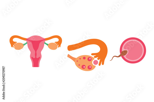 Female reproductive system anatomy and fertilization process vector element set. Uterus, ovary ovulation, and sperm fertilizing egg cell bundle isolated on white background