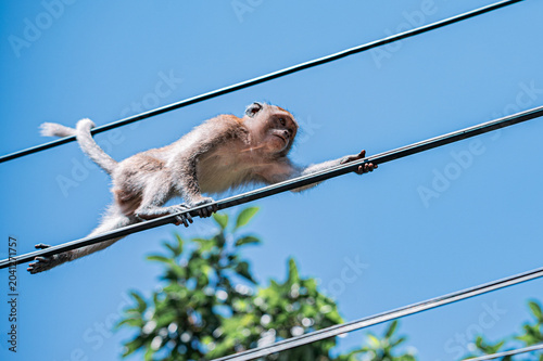 Photography Wild monkey in tropical environment looking away, Thailand.