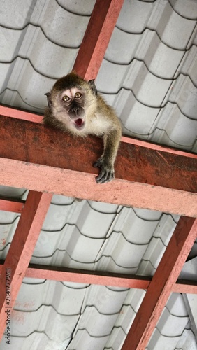 Photography Funny shocked macaque monkey looking down from a roof beam near Kuala Lumpur, wi