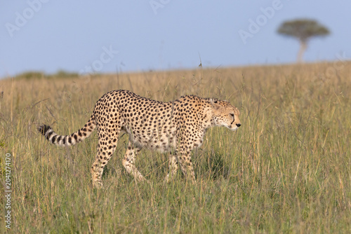 Obraz na plátně Cheetah Style