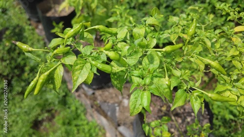 Vibrant green chili plants with abundant fruits growing in a lush garden setting under bright sunlight