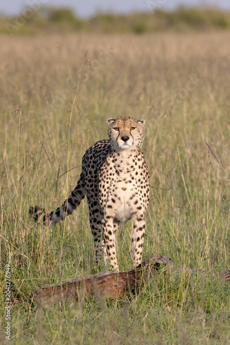 Tableau sur toile Cheetah Eyes