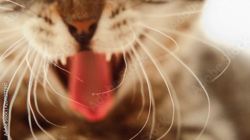 pet ownership. gray kitten yawning.Relaxed domestic pet behavior illustrating comfort, healthy sleep routines, indoor pet care, stress-free environment, and nurturing home conditions. 4k footage