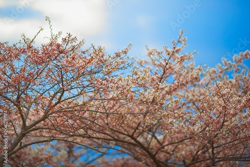 Spring Cherry Blossoms Blooming Against a Bright Blue Sky