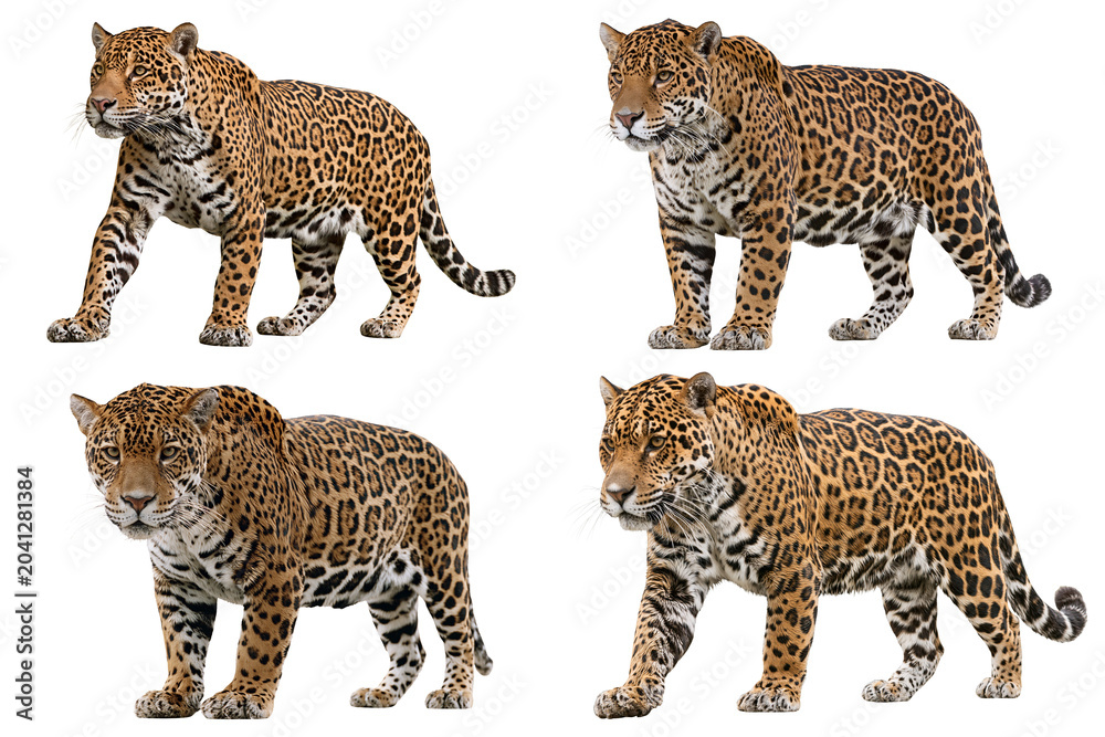 Fototapeta premium jaguar isolated on white transparent background - design element cut-out object