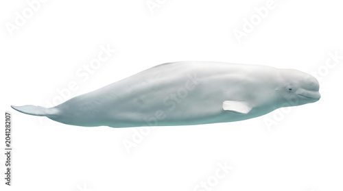 A graceful white beluga whale, an iconic Arctic marine mammal, glides peacefully through the water, showcasing its unique serene beauty and gentle nature in the vast northern oceans
