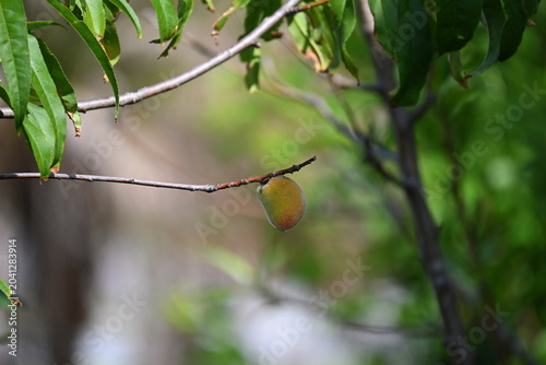 Small peach growing on tree