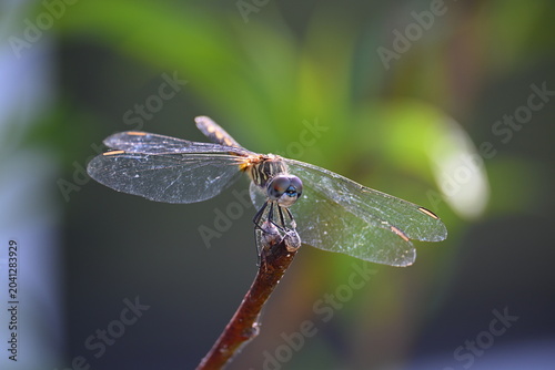 Dragonfly Blue Dasher close up macro