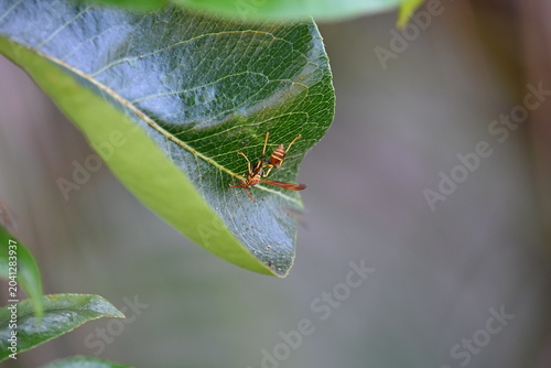 Upside down wasp on tree leaf
