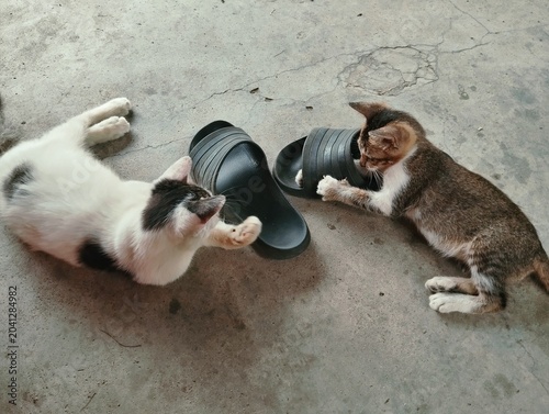Two cats playing with slippers 