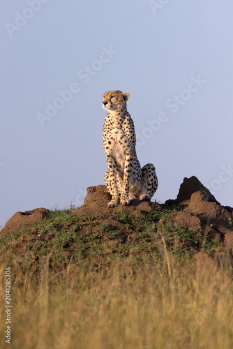 Canvastavla Sunrise Cheetah