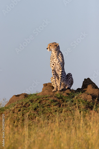 Fotografie Sunrise Cheetah