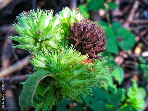 Fényképezés Genggeyan or Navel Leaf (Hyptis brevipes)