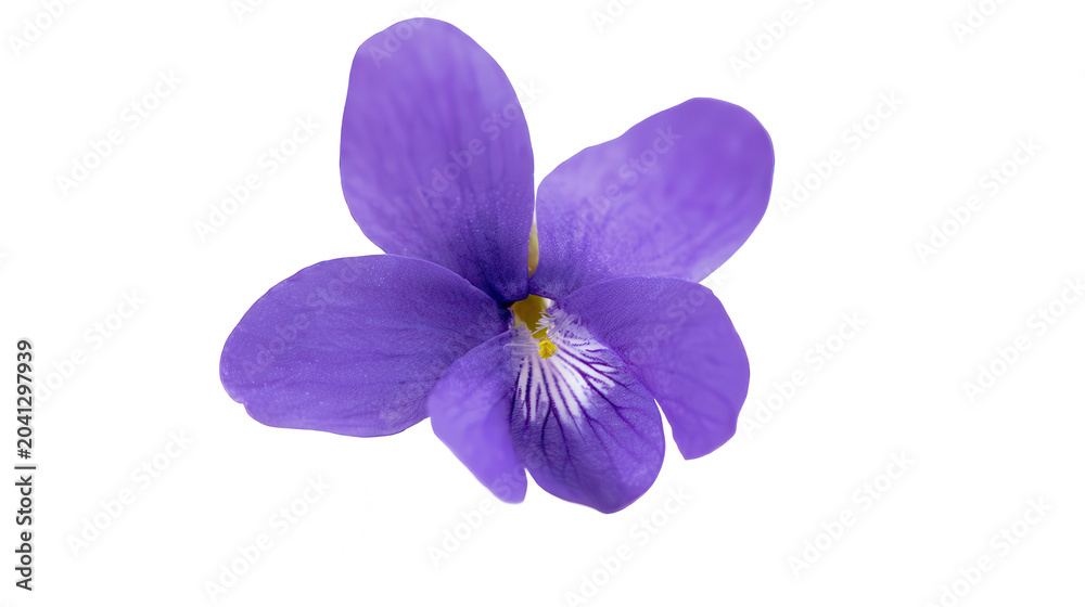 Obraz premium A beautiful purple flower on transparent background